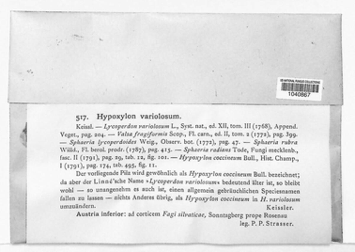 Hypoxylon variolosum image